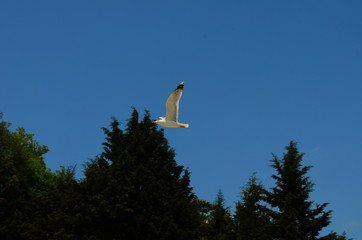 gull flying in the blue with white clouds sky