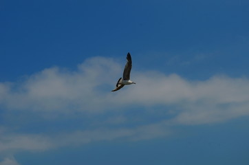 gull flying in the blue with white clouds sky