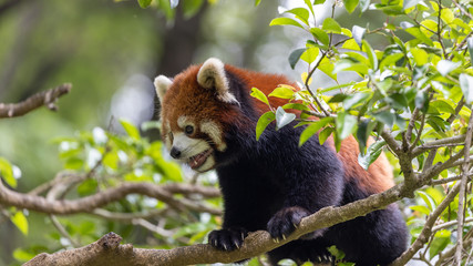 レッサーパンダ (多摩動物公園, 東京, 日本)