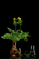 Obraz premium Fresh plant branches in medical flasks on black background