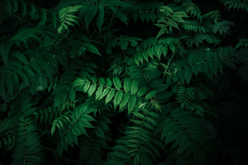 Fototapeta na wymiar Fresh natural leaves pattern. Beautiful tropical background made with young green fern leaves. Dark and moody feel. Selective focus. Negative space. Concept for design. Flat lay, low-key lighting.