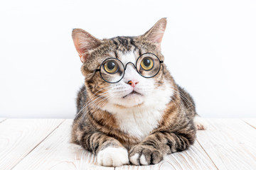 cute cat with glasses
