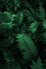 Fototapeta na wymiar Fresh natural leaves pattern. Beautiful tropical background made with young green fern leaves. Dark and moody feel. Selective focus. Negative space. Concept for design. Flat lay, low-key lighting.