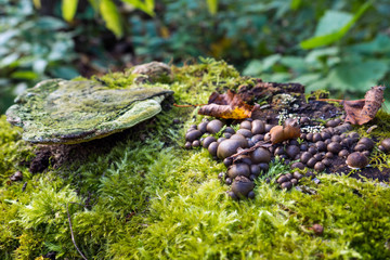 Scleroderma citrinum, brown earth balls fungus grows on a stump, green moss and old tinder false