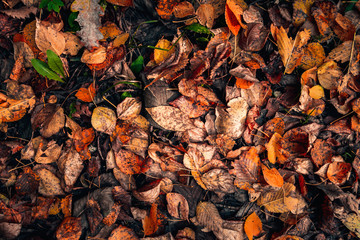 top view red, brown and orange fallen leaves lie on the ground, autumn background