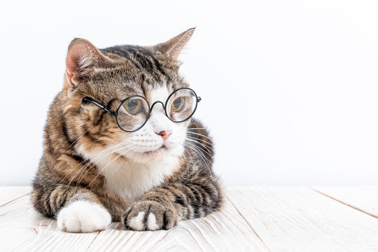 cute cat with glasses