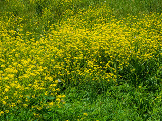 Glade of yellow flowers on a bright sunny day in Altai