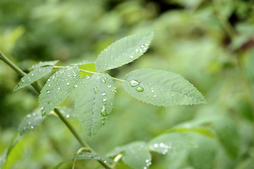 Drops of water on the leaves of wild rose after the rain close up