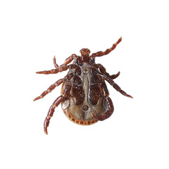 Bottom view of a male mite isolated on the white without shadows. Macro photo