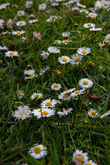 Field of small daisies. Forget me not