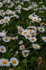 Field of small daisies. Forget me not