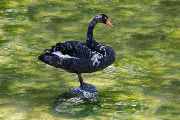 Schwarzer Schwan im Wasser