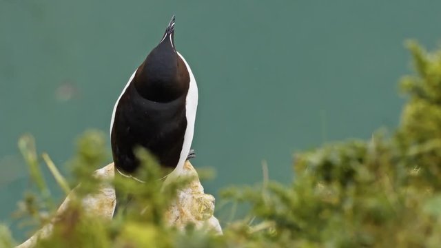 Razorbill Sea Bird on extreme cliff promontory surveying other seabirds flying and displaying over the sea amidst a plethora of sound.