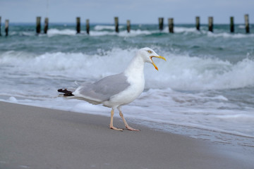 Möwe bei stürmischem Wetter am Strand