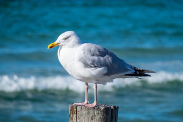 Silbermöwe vor blauem Meer