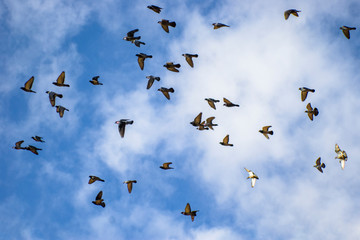 flock of doves flying in blue sky