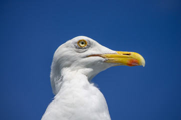 Portrait: Silbermöwe (Larus argentatus)