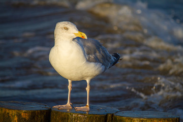 Silbermöwe (Larus argentatus) im Abendlicht