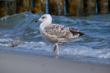 Silbermöwe geht an Brandung auf Strand