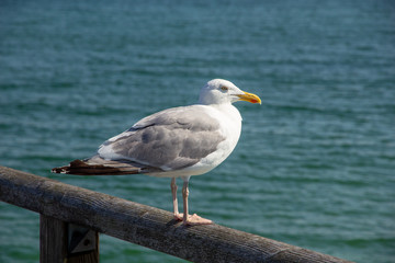 Sitzende Silbermöwe (Larus argentatus)