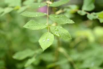 Drops of water on the leaves of wild rose after the rain close up