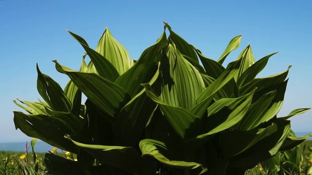 poisonous plant in a field in nature