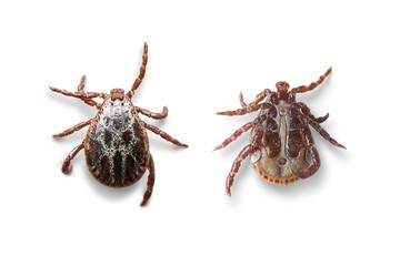 Top and bottom views of a male mite isolated on white with shadows. Macro photo
