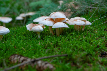 Netherlands Echten drente. Mushrooms in the forest