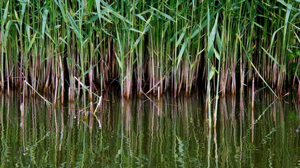 Reeds in the pond