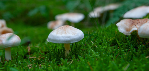 Netherlands Echten drente. Mushrooms in the forest