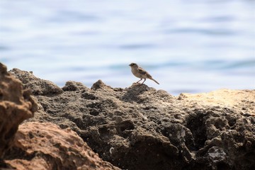 Wild bird in the sea side 