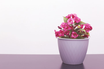 Home plants on the table. Interior and decorative ornaments