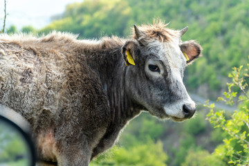 Grey cow - Bulgarian cattle breed