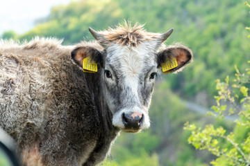Grey cow - Bulgarian cattle breed