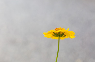 Outdoor spring, blooming yellow flower close-up, Coreopsis，Coreopsis drummondii Torr. et Gray