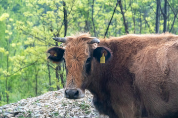 Brown pied cow - Bulgarian cattle breed