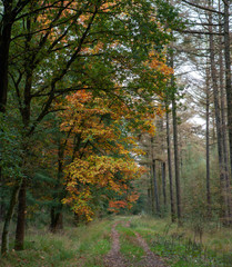 Netherlands Echten drente. Mushrooms in the forest