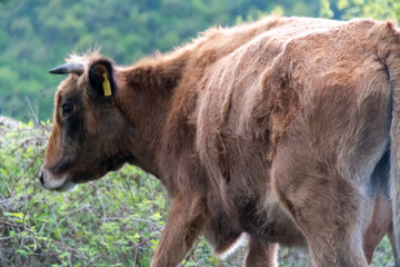 Brown pied cow - Bulgarian cattle breed