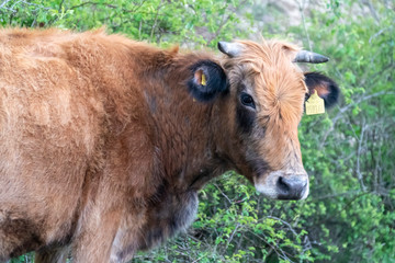 Brown pied cow - Bulgarian cattle breed