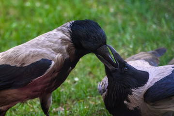 Couple of Grey crow (Corvus tristis) birds feeding each other.