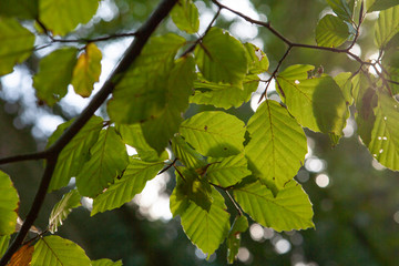 Fototapeta na wymiar Beech tree leaves 