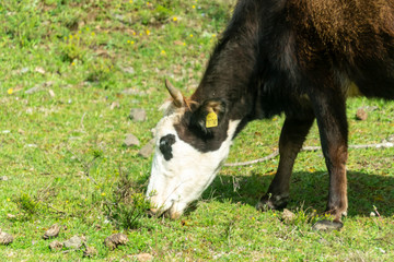 Fototapeta premium Brown cow - bulgarian cattle breed