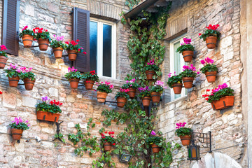 wall of an old house with flowering potted cyclamen