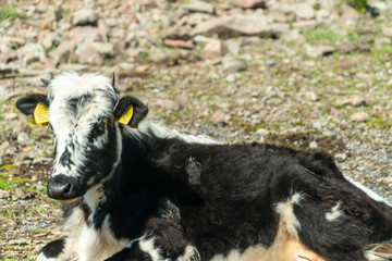 Black-pied cow - bulgarian cattle breed
