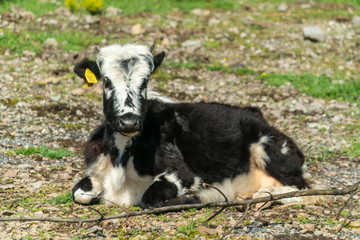 Naklejka na ściany i meble Black-pied cow - bulgarian cattle breed