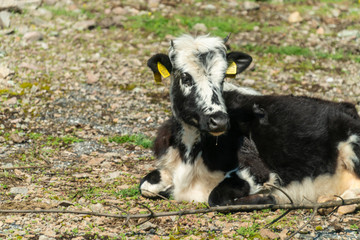 Naklejka na ściany i meble Black-pied cow - bulgarian cattle breed