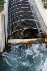 Archimedean screw turbine generating electric energy from the water power of as river. Mini...