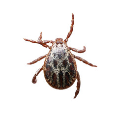 Male mite isolated on the white background without shadows. Macro photo