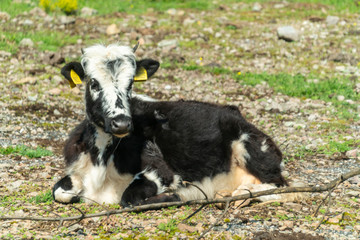 Black-pied cow - bulgarian cattle breed