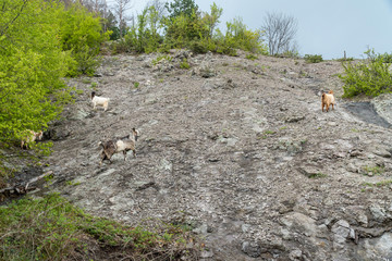 Naklejka na ściany i meble Wild mountain goats on a steep hill
